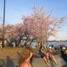 The crowds around the tidal basin to see the cherry blossoms