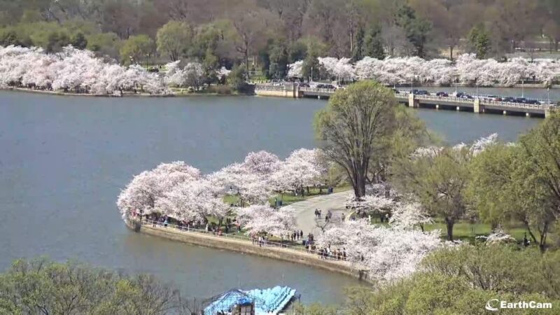 #bloomcam from the Trust for the National Mall and the National Cherry Blossom Festival