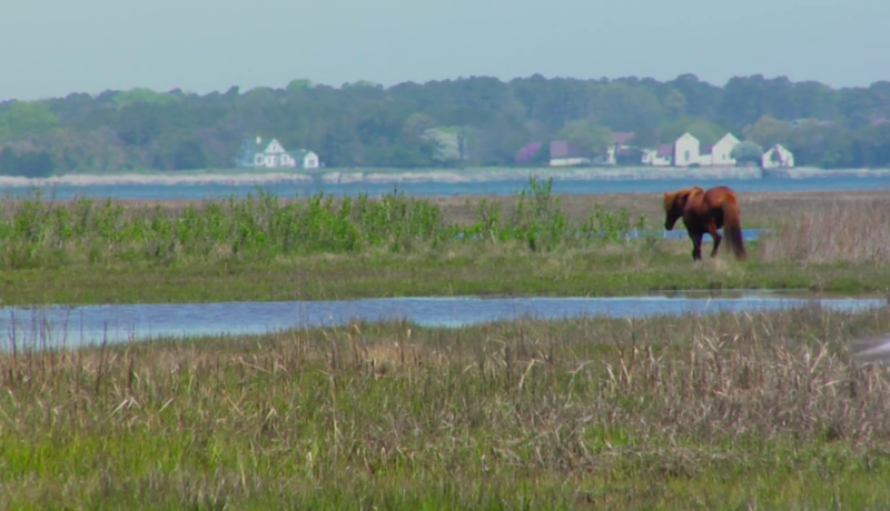 Looking to experience a place where wild horses roam free and you can camp beside wide, beautiful beaches? Assateague Island, a barrier island off the coast of Maryland and Virginia, is a natural oasis