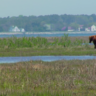 Looking to experience a place where wild horses roam free and you can camp beside wide, beautiful beaches? Assateague Island, a barrier island off the coast of Maryland and Virginia, is a natural oasis