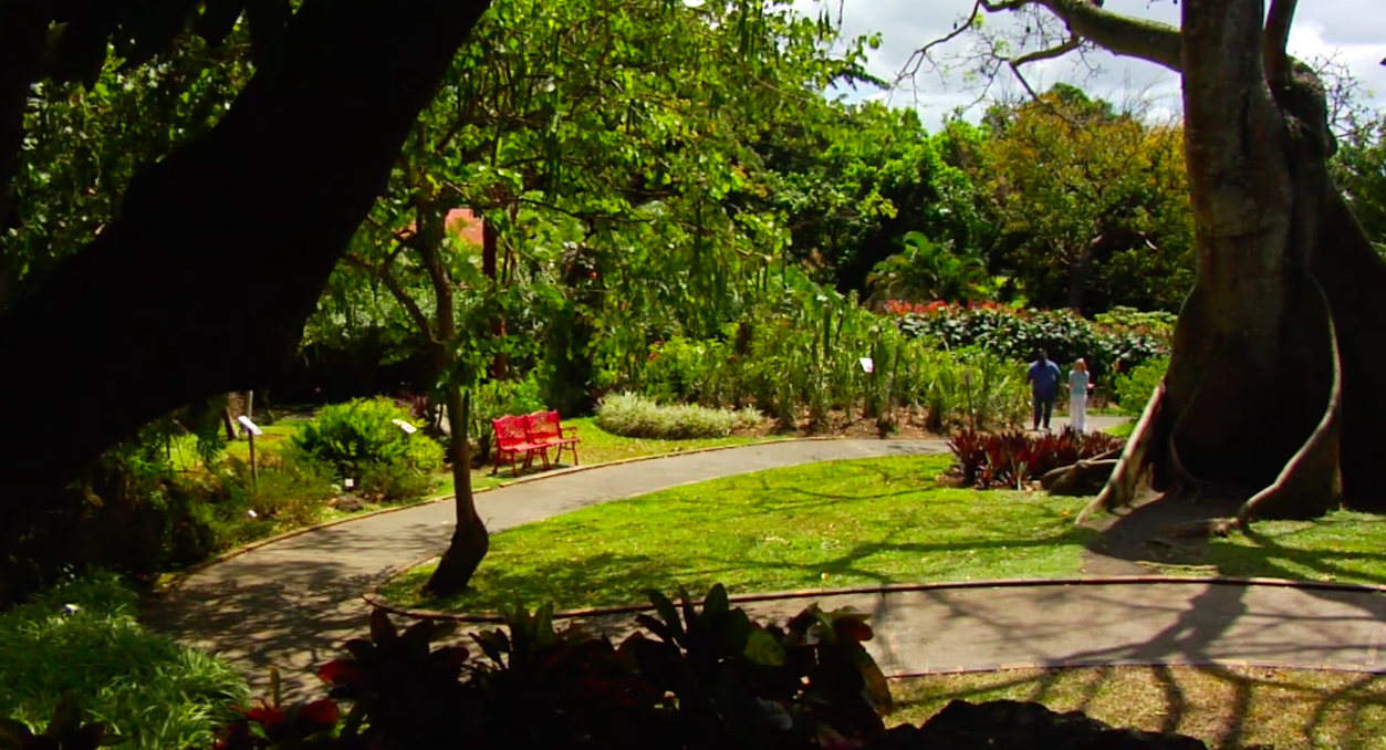 Lush and lively gardens in Deshais in the Guadeloupe Islands