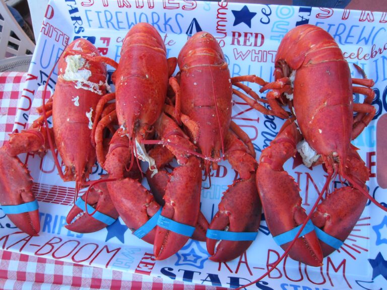 Beautiful Maine lobster