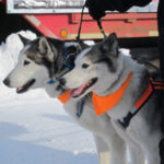 husky-dog-sledding-1-3292028
