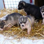 sled-dog-puppies-quebec-1024x683-8647907