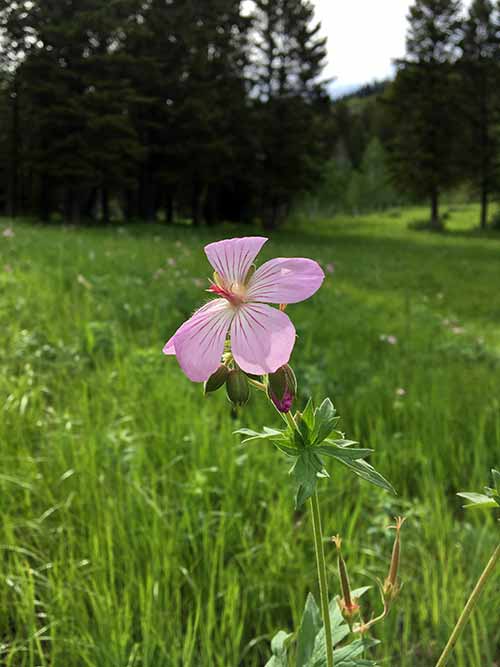 A wildflower in the Bridger Teton National Forest in Jackson Hole