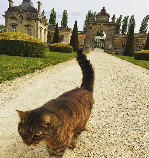 A cat saunters by outside of Chateau Blérancourt.