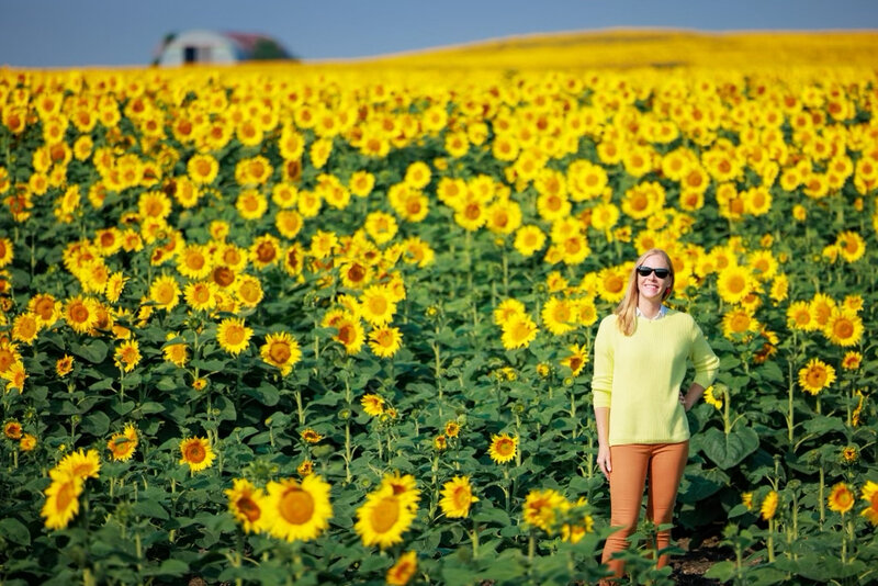 Darley In Sunflower Field in North Dakota